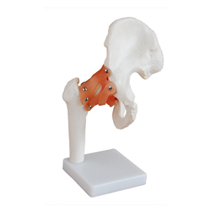 Natural size hip joint model